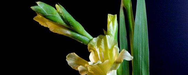 劍蘭花怎麼養 劍蘭花養殖方法介紹