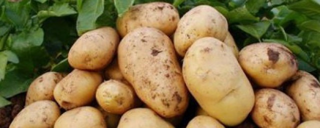 土豆可以放多久 土豆存儲方法