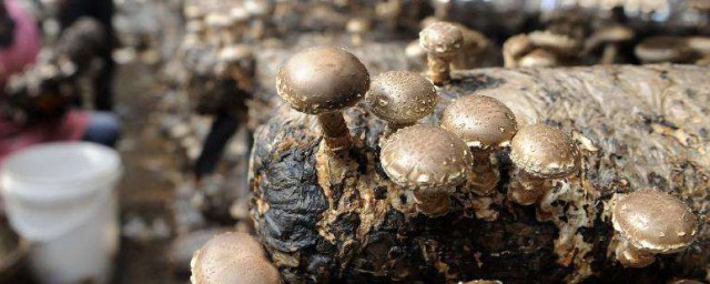 種冬菇的方法 怎麼種植冬菇