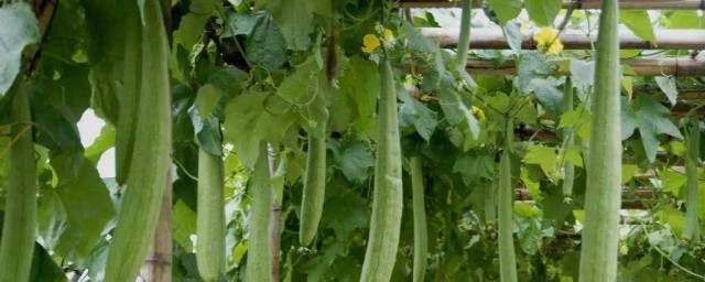 種絲瓜高產方法 絲瓜怎樣種植才能高產