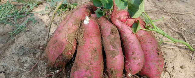 紅薯莖的保存方法 什麼溫度比較適合呢
