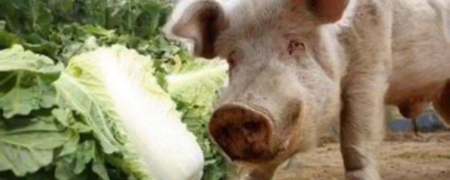 好白菜都讓豬拱瞭是什麼意思 大白菜都讓豬給拱瞭什麼意思