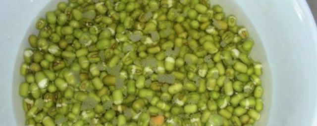 綠豆芽種植方法 綠豆芽怎麼種