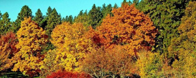 描寫秋天景色的古詩有哪些 哪些古詩描寫秋天的景色