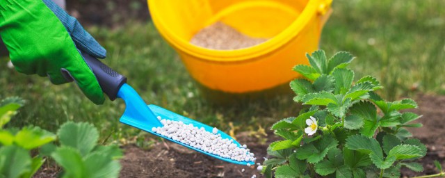 如何做園藝肥料 養花有機肥可以這樣做