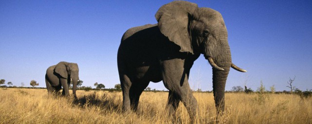 描寫大象的句子 關於大象的優美句子