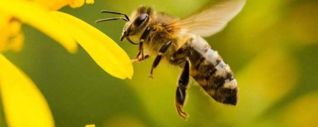 被蜜蜂蟄瞭又腫又癢怎麼辦 需要註意什麼