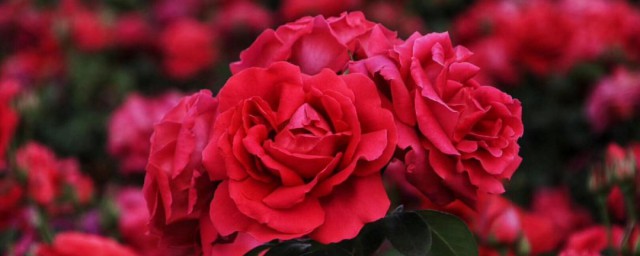形容玫瑰花的唯美句子 形容玫瑰花的唯美句子推薦