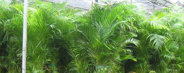 鳳尾竹的養殖方法和註意事項 鳳尾竹的養殖方法和註意事項簡述