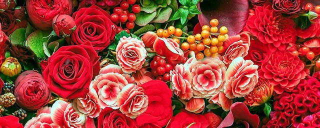 玫瑰海棠的養殖方法和註意事項 玫瑰海棠的養殖方法和註意事項簡述