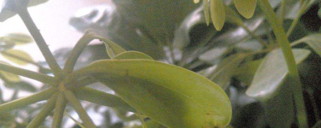 鴨爪樹的養殖方法 鴨爪樹的養殖方法簡述