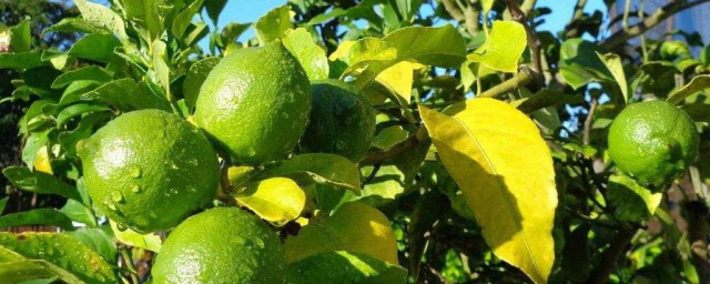 香水檸檬樹的養殖方法和註意事項 香水檸檬怎麼養
