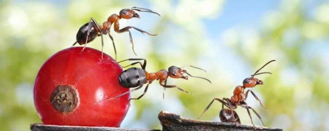 消除螞蟻有什麼好方法 驅螞蟻最有效的方法