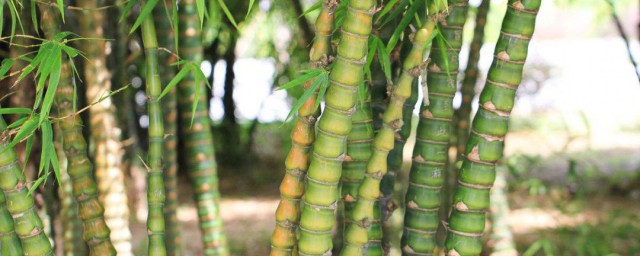 羅漢竹的養殖方法和註意事項 應該如何施肥