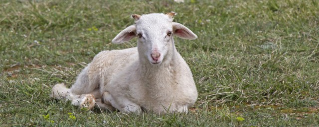 育肥羊的養殖方法 如何養殖育肥羊