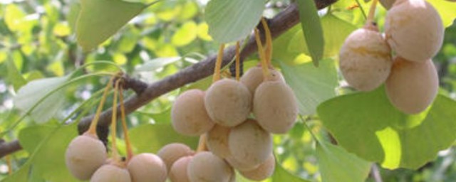 新鮮白果怎麼長期保存 白果的保存方法