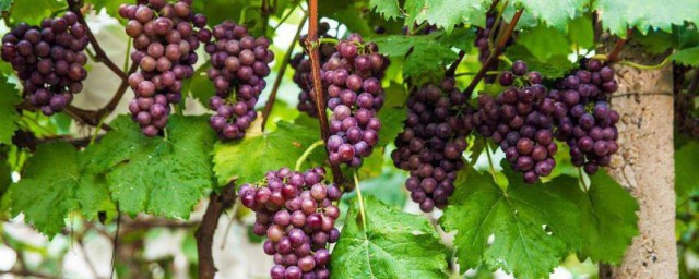 栽植葡萄的方法 如何栽植葡萄