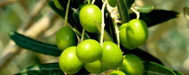 新鮮橄欖怎麼保存 存放橄欖的方法
