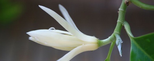 白蘭花養殖方法 白蘭花怎麼養殖