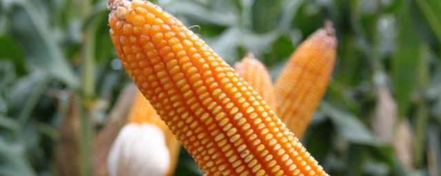 玉米減肥可以吃嗎 減肥期間吃玉米可以嗎