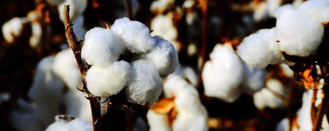 棉花什麼時候傳入中國 棉花的介紹