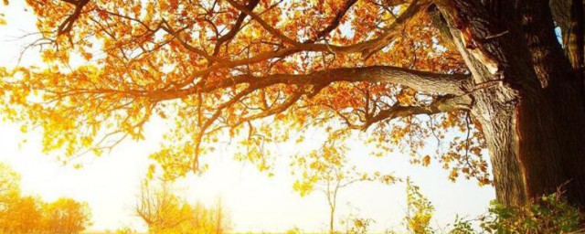 秋天美景的句子 秋天美景的句子有哪些