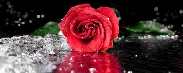 描寫玫瑰花的優美句子 玫瑰花的優美句子總結