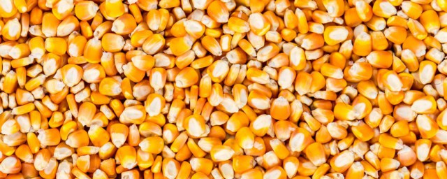 幹玉米貯存方法 玉米穗如何儲存