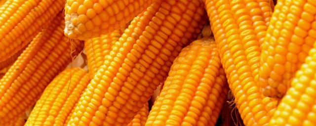 儲存玉米方法 儲存玉米的方法推薦