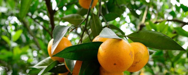 柑橘類的水果有哪些 柑橘類的水果簡述