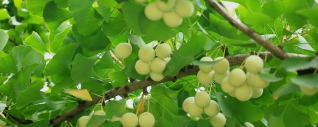 銀杏樹果實能吃嗎 銀杏樹的果子可以吃嗎