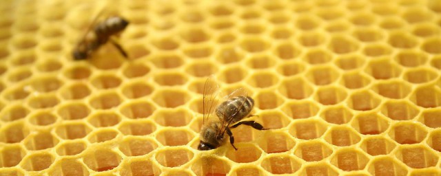 自制蜂膠方法 自制蜂膠方法是什麼