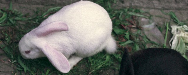 喂兔子的好方法 兔子不能吃什麼