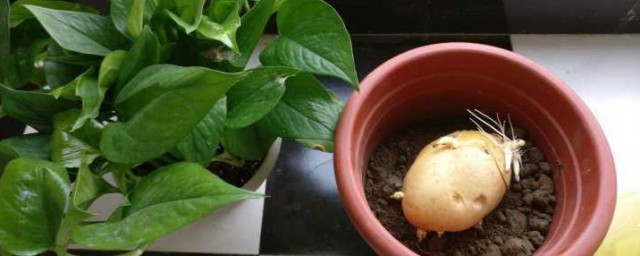 傢庭花盆種土豆的方法 傢庭花盆如何種土豆