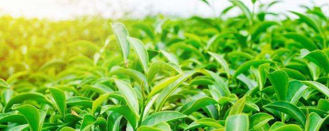 茶葉種子繁殖方法 茶葉種子怎樣繁殖