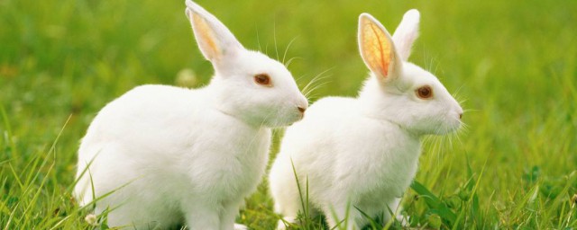 垂耳兔的科學喂養方法 垂耳兔的科學喂養方法簡述
