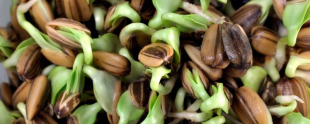 種油葵芽的方法 油葵芽如何種植