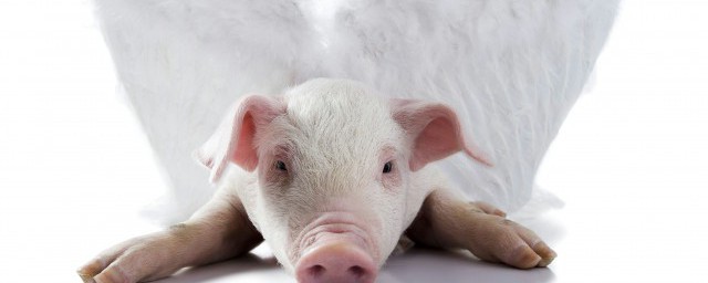 豬內臟有哪些 豬內臟分別是哪些