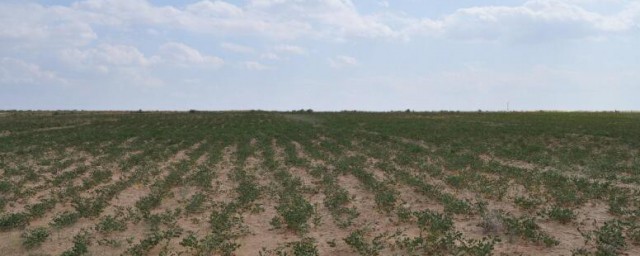旱地灌溉技巧 旱地灌溉技巧有哪些