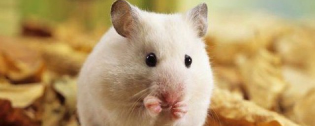 倉鼠可以吃什麼 小倉鼠的生活習性