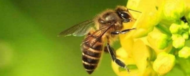被蜜蜂蟄瞭腫瞭怎麼辦 5種方法快速消腫