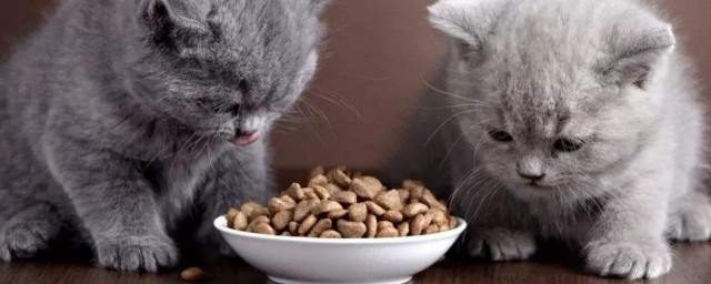貓糧制作方法 具體怎麼制作