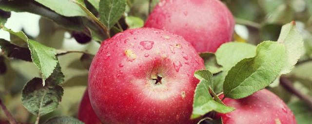 蘋果的養殖方法 盆栽蘋果樹的養殖方法