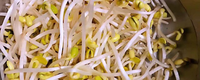 泡發的黃豆芽怎麼做 怎樣泡發黃豆芽