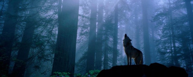 夢到狼是什麼意思 夢到狼的一定要註意瞭