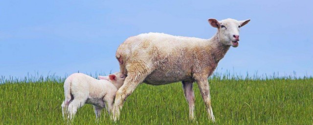 瘦羊育肥方法 瘦羊怎麼育肥