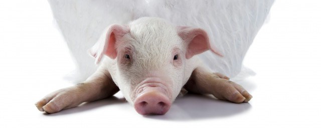 豬肚怎麼清洗 有什麼清洗的技巧