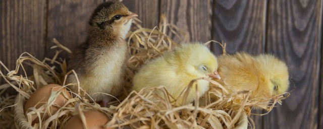 小雞孵化土方法 用土方法怎麼孵出小雞