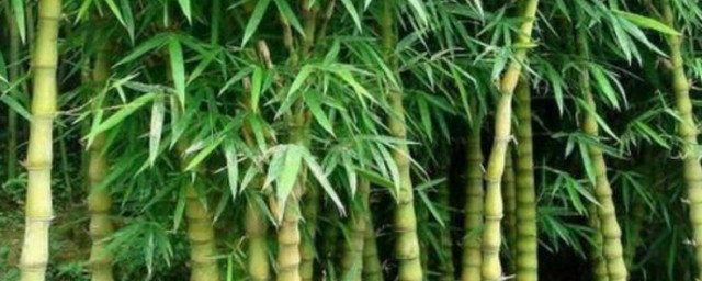 大佛肚竹盆栽方法 大佛肚竹如何養殖