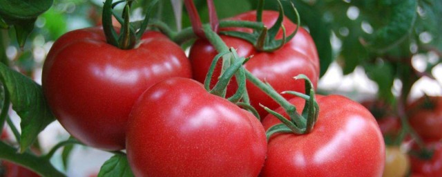 番茄的施肥方法 番茄怎麼施肥